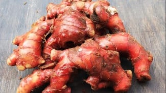 6 Khasiat Jahe Merah untuk Kesehatan Tubuh yang Wajib Kamu Tahu