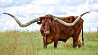 Dari Pegunungan hingga Savana, Inilah 10 Hewan dengan Tanduk Terbesar di Dunia