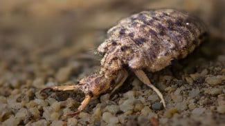 Larva Undur-Undur Hidup 3 Tahun Berburu di Lubang Corong Pasir, Metamorfosis Jadi Serangga Bersayap Mirip Capung!