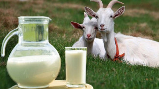 7 Manfaat Susu Kambing Enak dan Menyehatkan Bantu Tubuh Tetap Segar