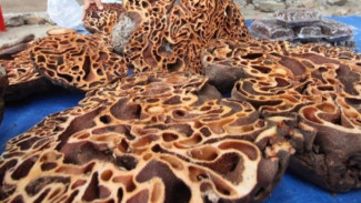 Sarang Semut dari Papua Ternyata Punya Segudang Manfaat untuk Kesehatan Tubuh