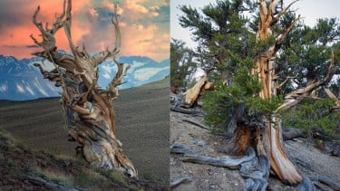 img_title