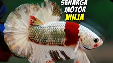 img_title