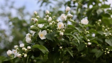 img_title
