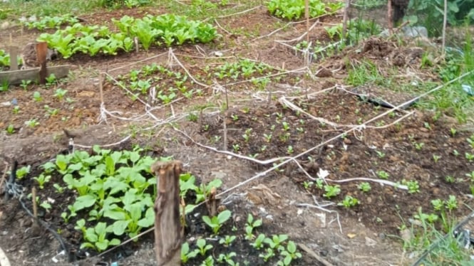 TPS Bengkulu Jadi Kebun Produktif