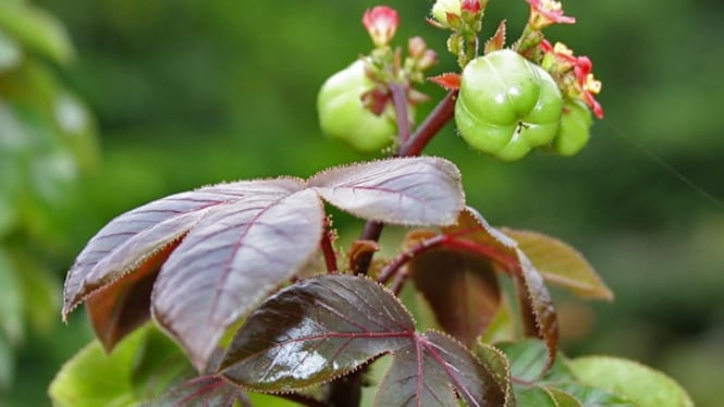 Daun jarak merah