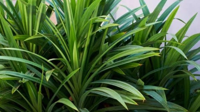 Daun Suji