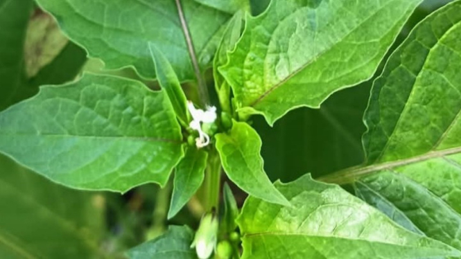 Daun Ciplukan