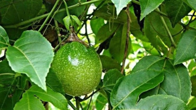Daun markisa