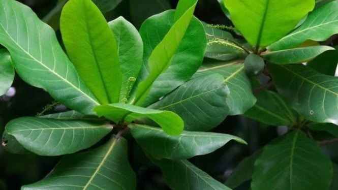 Daun ketapang