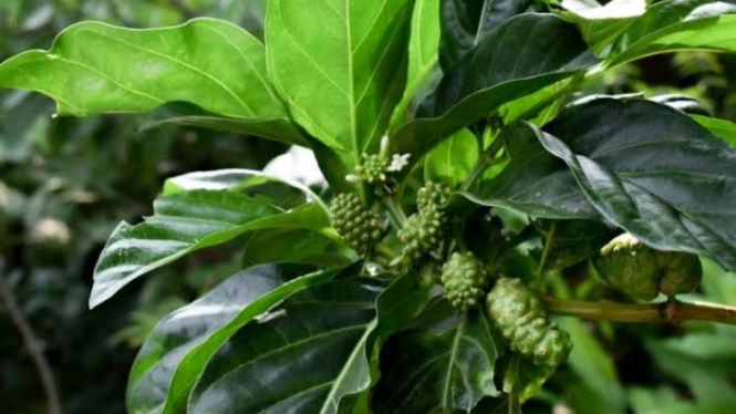 Daun mengkudu