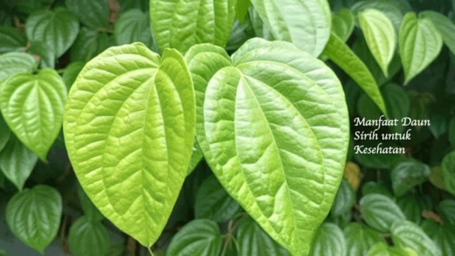 manfaat daun sirih