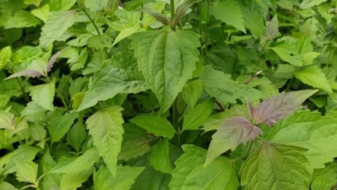 Daun Balakacida