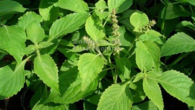Daun sangket
