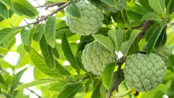 Daun srikaya
