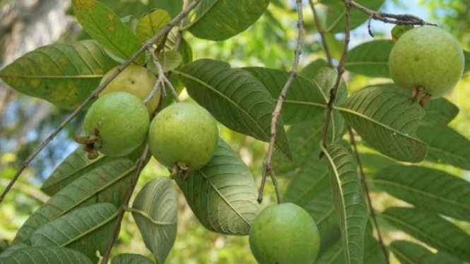 Daun jambu biji