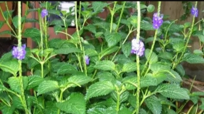 Daun Pecut kuda