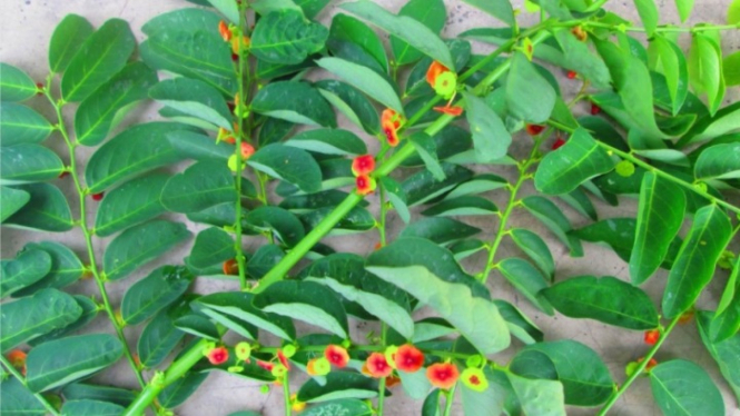 Daun katuk