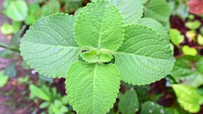 Daun turbangun