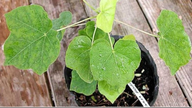 Daun paliasa