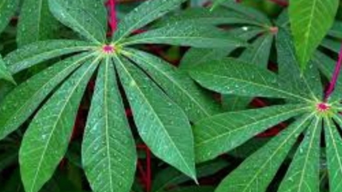 Daun singkong