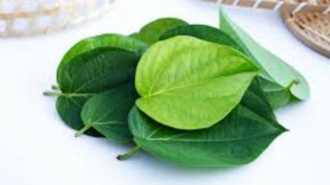 Daun sirih