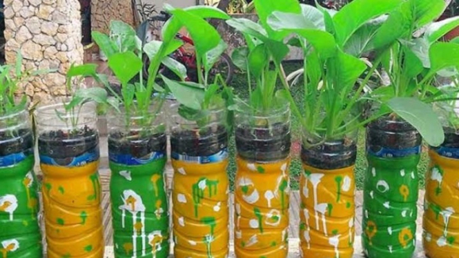 Budidaya sayur dan buah dari botol bekas