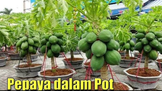 Budidaya pepaya