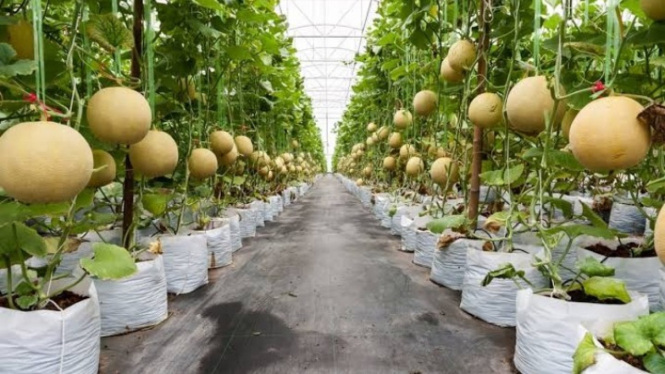 Budidaya melon