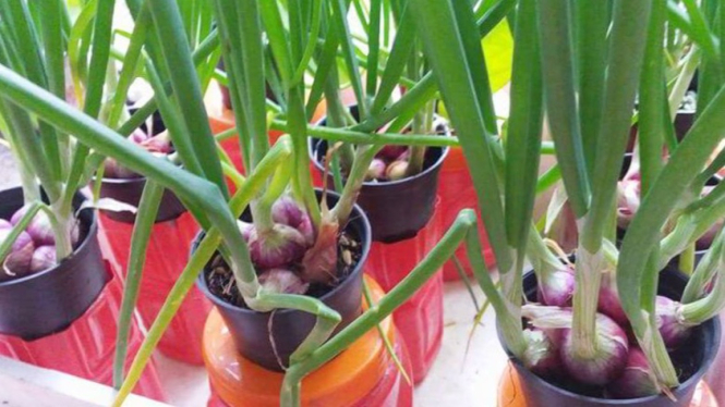 cara simpel menanam bawang merah di pot