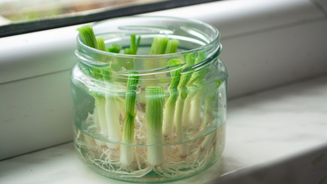 tumbuhkan lagi daun bawang dari bonggolnya