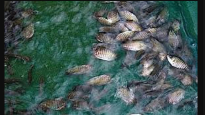 Budidaya ikan gurami