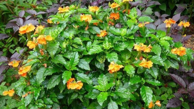 Crosandra