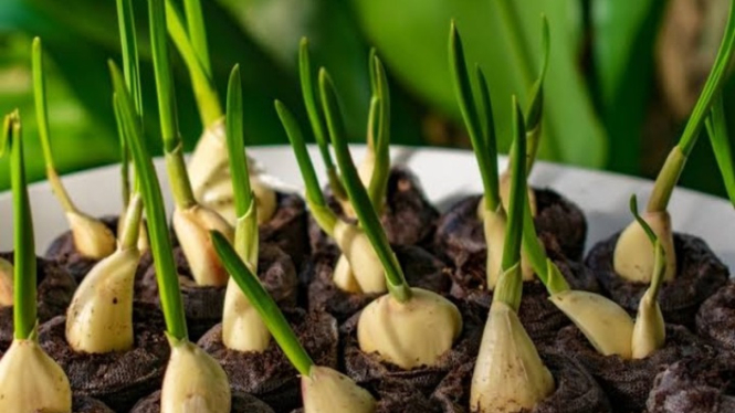 Menanam bawang putih