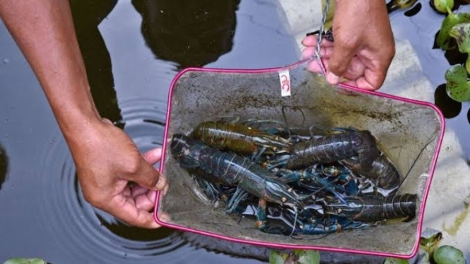 Budidaya lobster air tawar yang menjanjikan