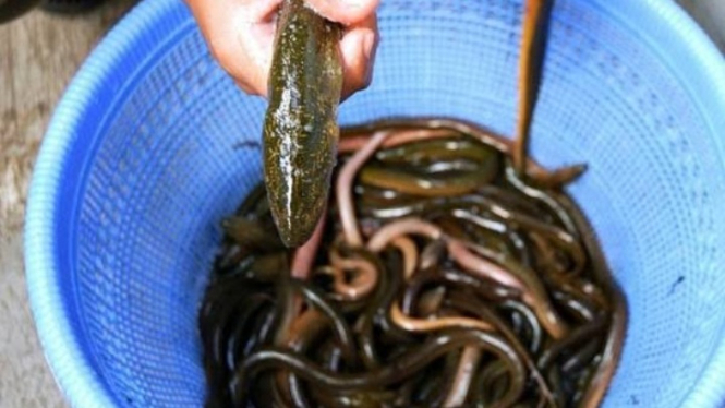 Cara Budidaya belut di lahan sempit