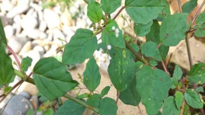 Daun cakaran
