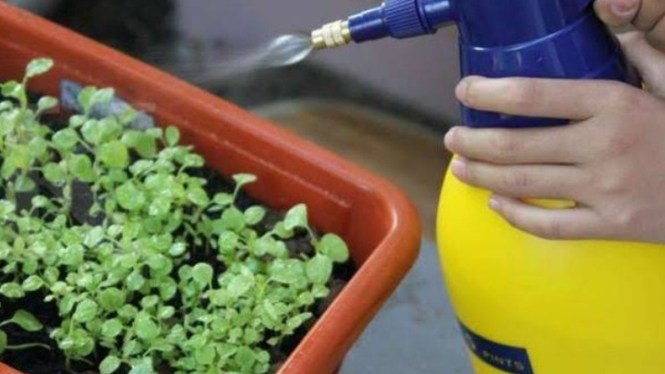 10 Trik Berkebun Genius Gunakan Soda