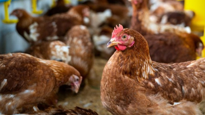 ternak ayam petelur