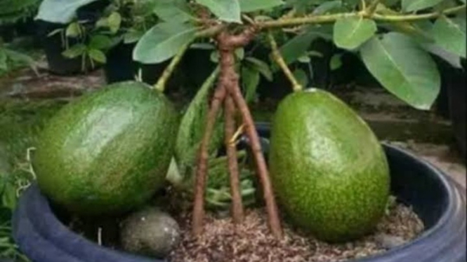 6 tips menanam alpukat dalam pot