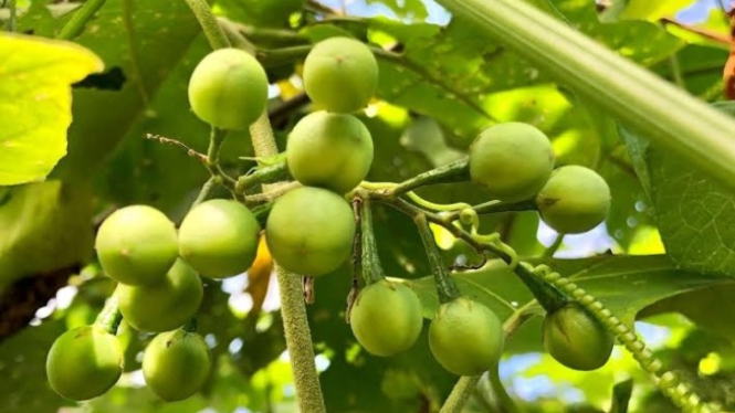 Buah rimbang