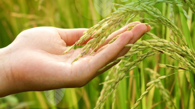 Budidaya padi sawah