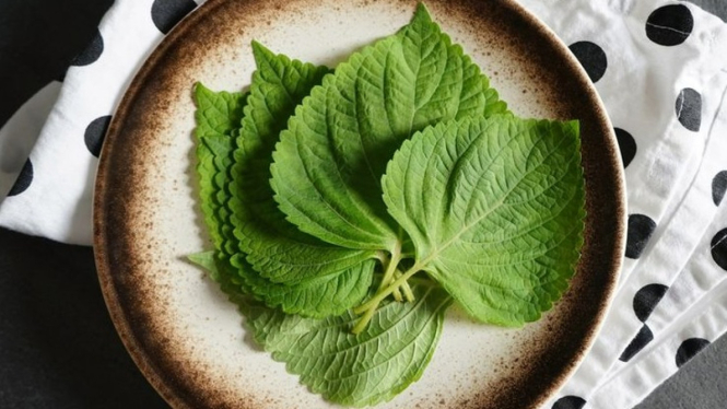 daun perilla