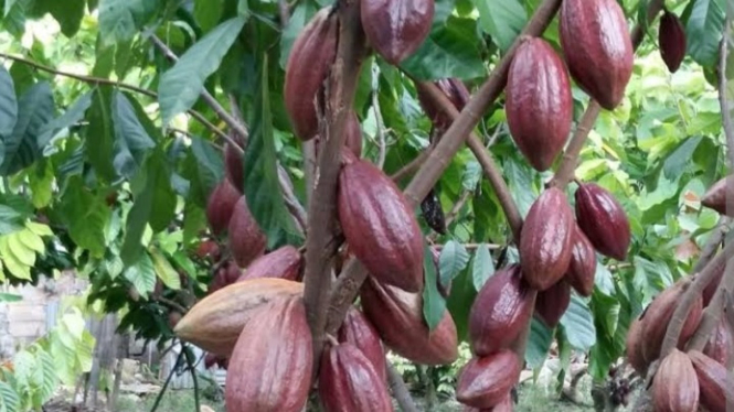 Cara melindungi tanaman kakao dari p. Palmivora