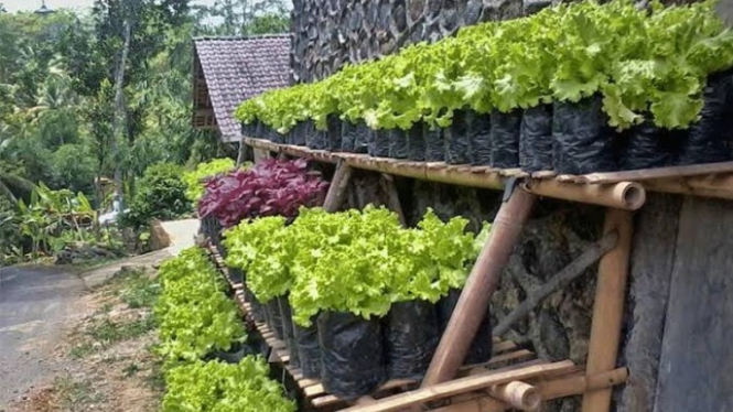 Cara budidaya salada di pot