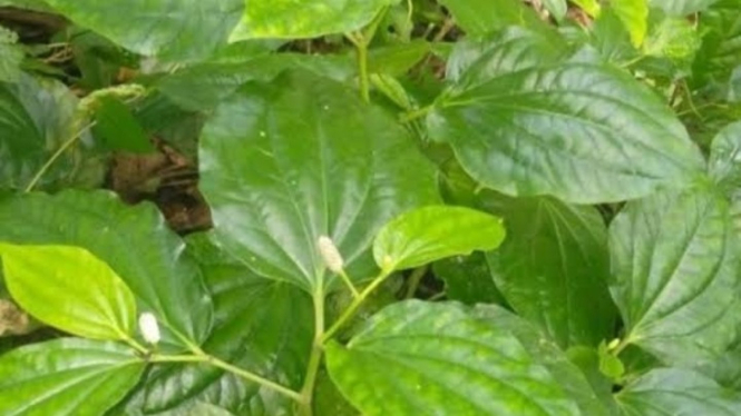 Daun karuk