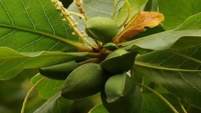 Daun Ketapang untuk budidaya ikan