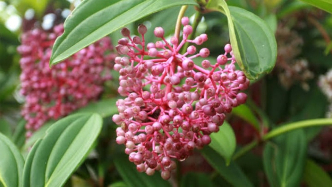 Buah parijoto