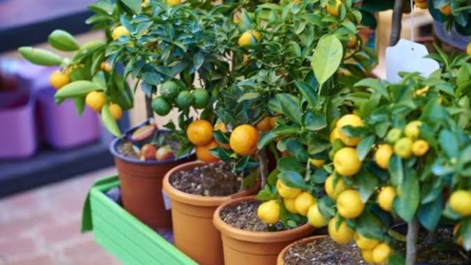 Tips menanam dalam pot tahan segala cuaca