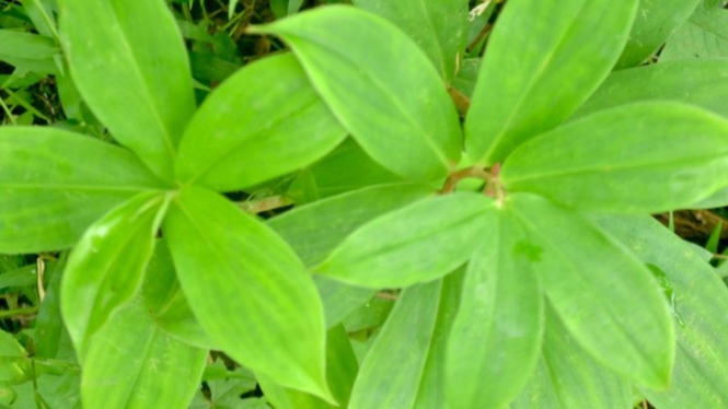 Daun insulin